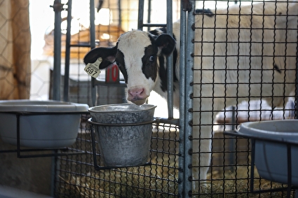 دامپروری قدس بینالود