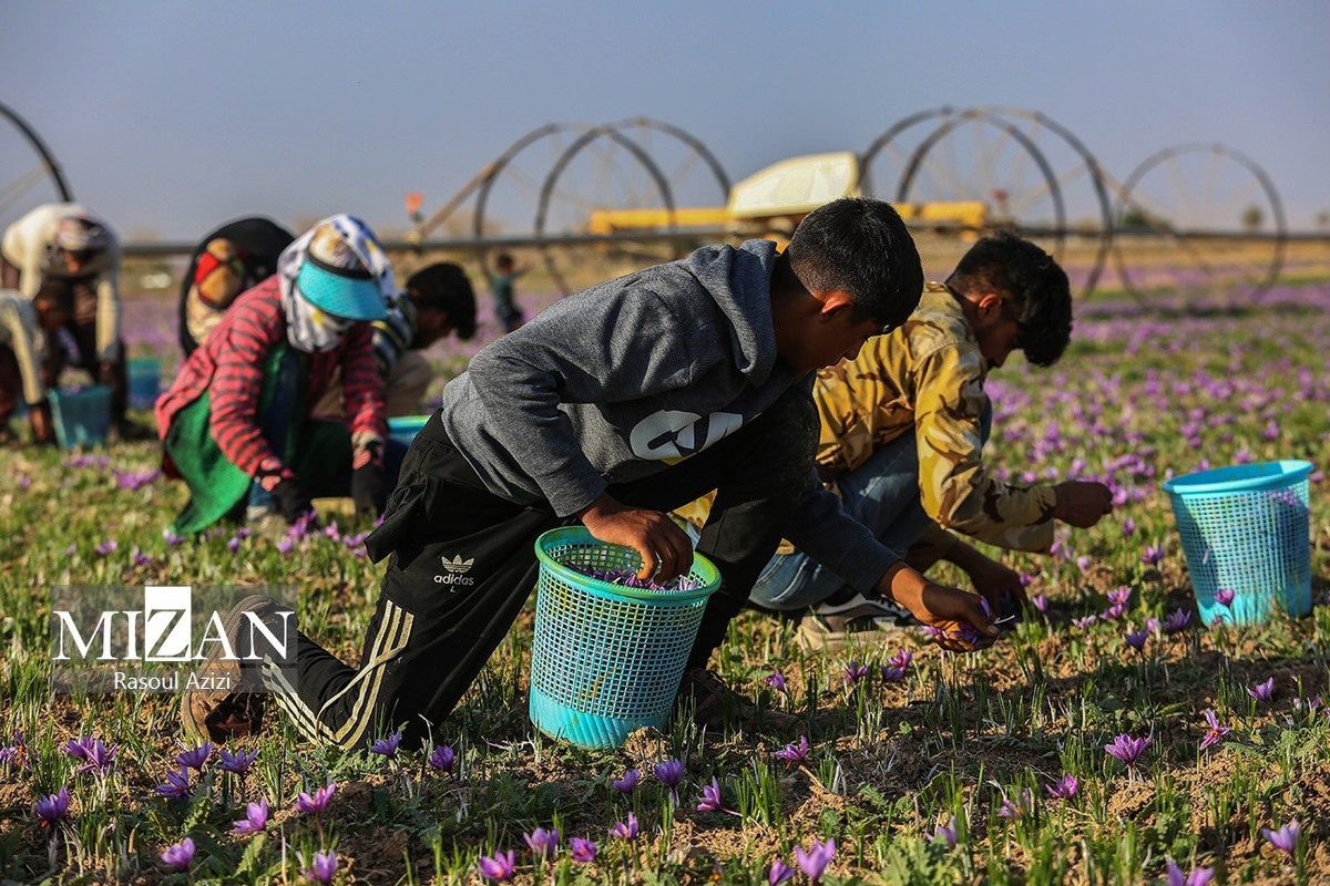 قصه پر غصه زعفران؛ افغانستان محصول ایران را با بسته‌بندی و برند خود چندبرابر گران‌تر صادر می‌کند