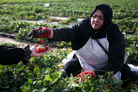 بزرگترین گلخانه توت فرنگی کشور