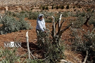 محرومیت کرانه باختری از آتش‌بس؛ شبح الحاق جنایت‌‌کارانه جولان می‌دهد
