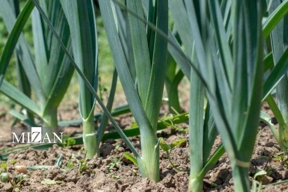 تره، قند بالایی ندارد و برای دیابتی‌ها ممنوع نیست