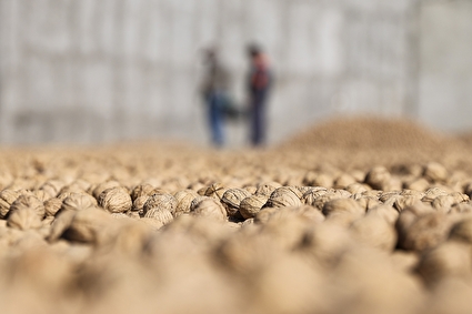 برداشت گردو اصلاح شده با دستگاه مکانیزه