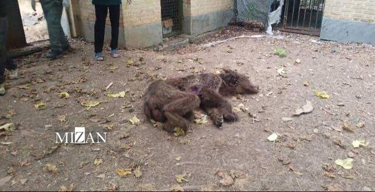 تلف شدن ۲ قلاده خرس قهوه‌ای بر اثر اصابت گلوله در منطقه نشل آمل