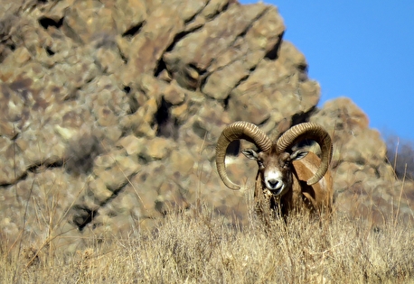 تک عکس / قلب تپنده دشت