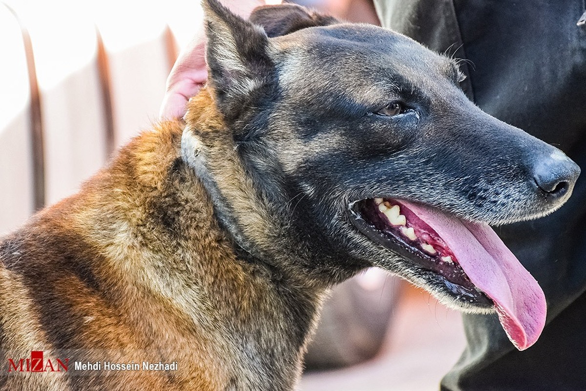 تأکید بر ضرورت هماهنگی بین‌ بخشی برای کنترل هاری