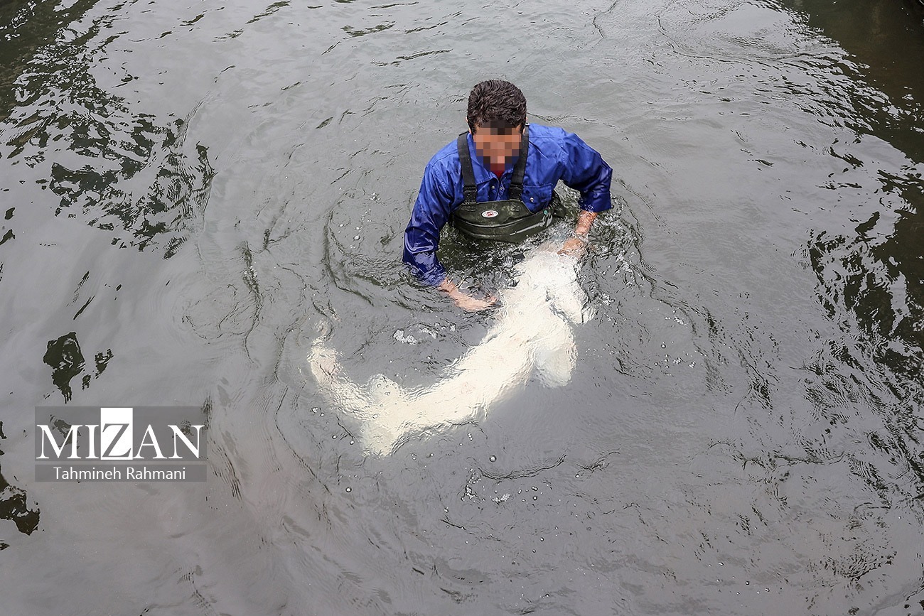 نقش مهم اشتغال در توانمندسازی زندانیان پس از عفو؛ محور دوازدهمین تور نظارتی قوه قضاییه در استان گیلان/ مددجوی گیلانی که پس از عفو کارآفرین شد