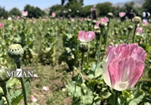 مدیرکل حقوقی ستاد مبارزه با موادمخدر: مجازات شدید و تلخی در انتظار کشت غیرقانونی خشخاش است