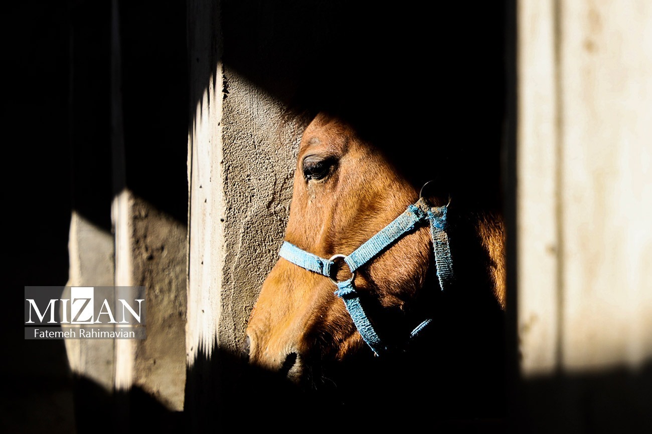 اسب‌های حرفه‌ای