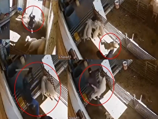 تصاویری هولناک از حمله شهرک‌نشینان به گله فلسطینی‌ها در کرانه باختری؛ کشتار بی‌رحمانه گوسفندان