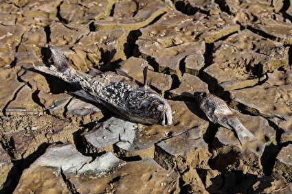 خشکسالی بند عبدل آباد و مرگ هزاران ماهی