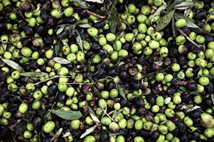 برداشت زیتون از باغات علی آبادکتول