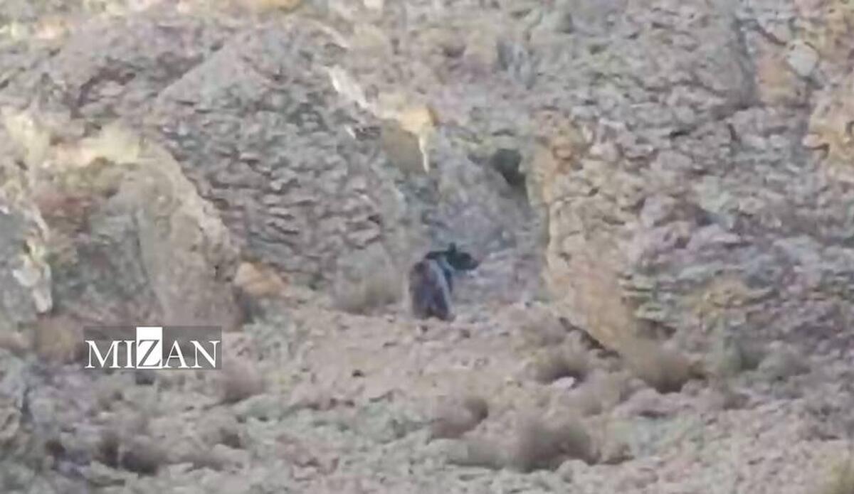 مدیرکل محیط زیست: حضور خرس قهوه‌ای در فیروزکوه، پیام‌آور نشاط و پویایی طبیعت تهران است