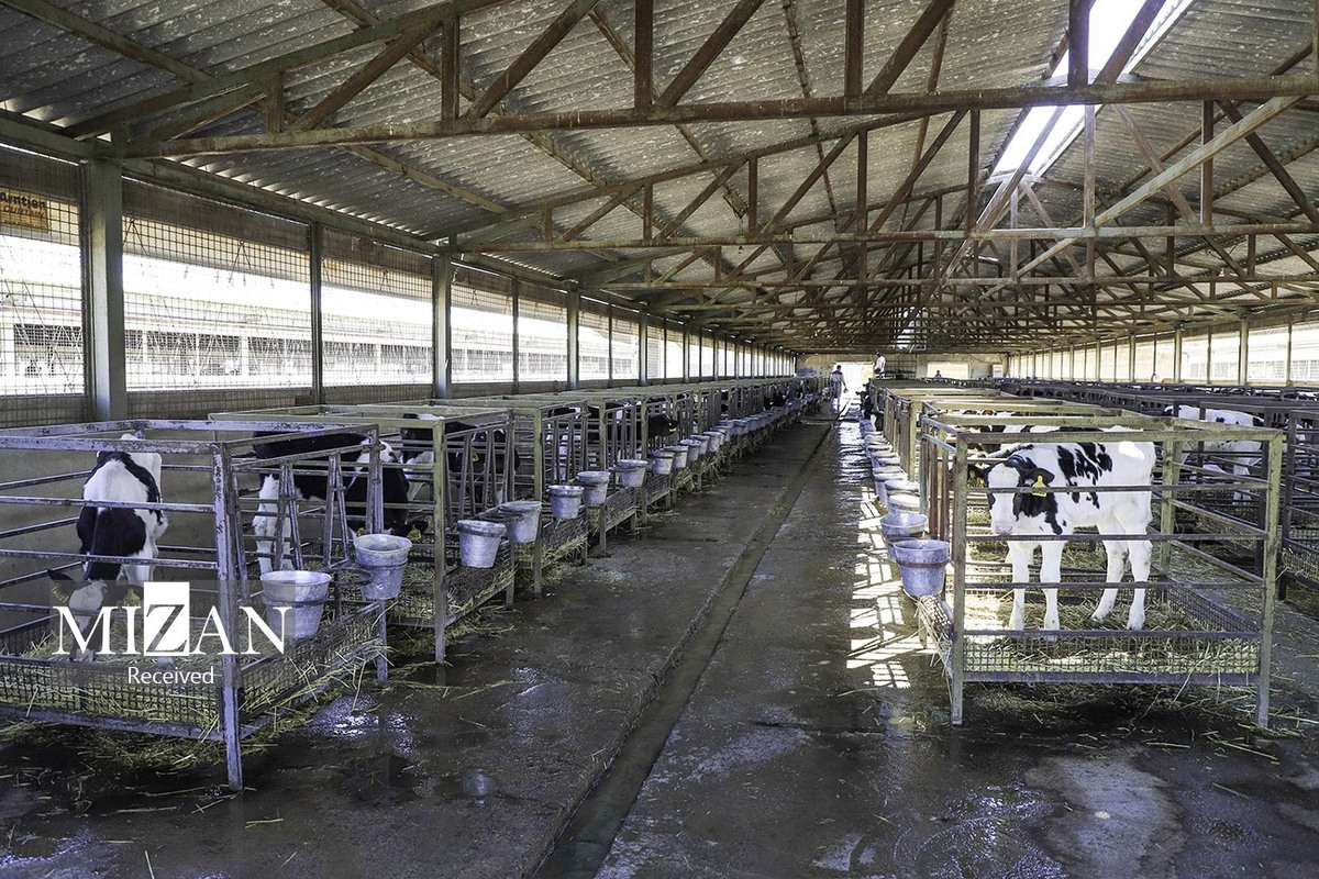 افزایش مصرف گوشت قرمز در روزهای سرد سال؛ واردات به کاهش قیمت کمک می‌کند؟