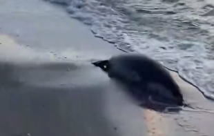 کشف ۱۱۲ فک مرده در ساحل دریای خزر