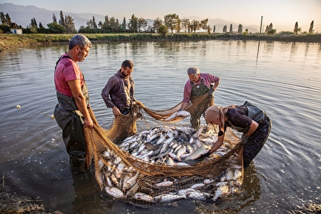 تک عکس / آب بندان‌های پرورش ماهی آزادشهر