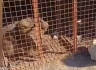 زنده گیری خرس مهاجم