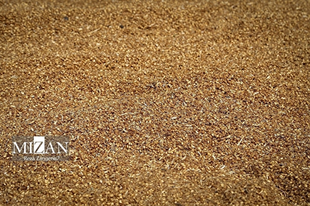 پیگیری اثربخش قوه قضاییه؛ رئیس سازمان دامپزشکی: با گشایش‌های ارزی، روند تامین نهاده‌های دامی رو به بهبود است