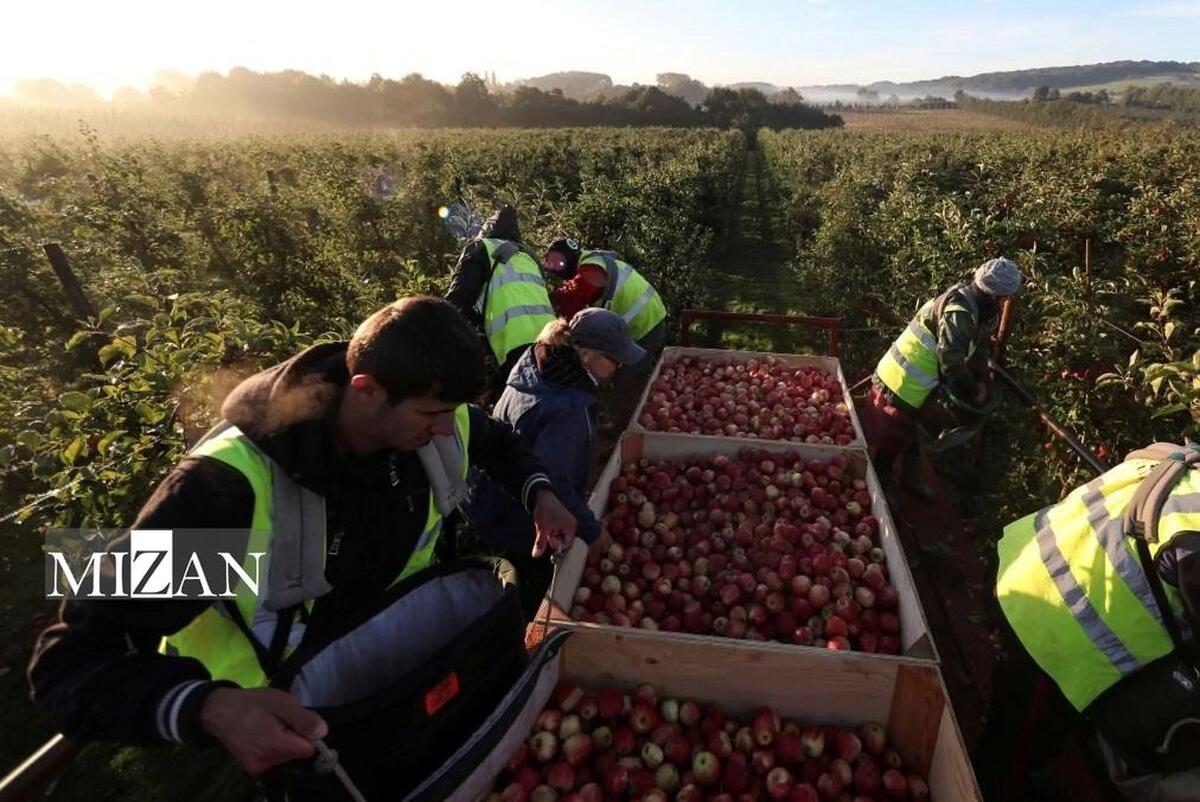 خلأ‌های قانونی و آسیب‌پذیری کارگران مهاجر در انگلیس