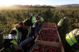 خلأ‌های قانونی و آسیب‌پذیری کارگران مهاجر در انگلیس