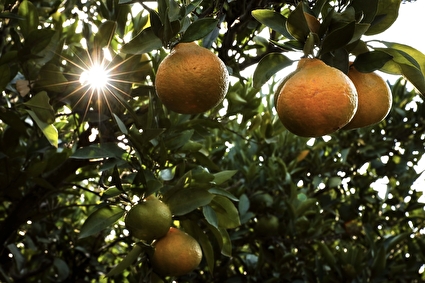 برداشت نارنگی از باغات هاشم‌آباد گرگان