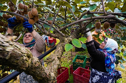 زندگی پای درخت میوه