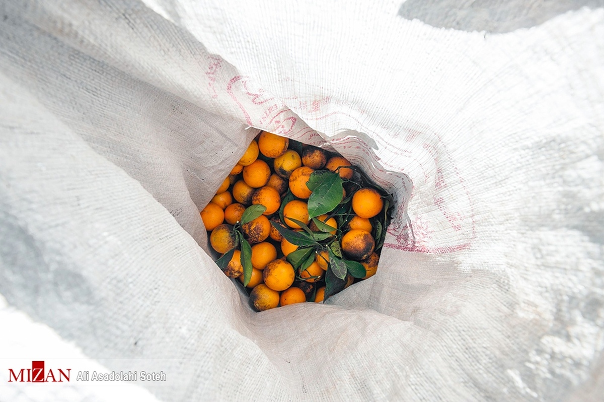 هشدار اتحادیه باغداران؛ پرتقال‌ و نارنگی‌ نارس و یک‌دست نارنجی نخرید