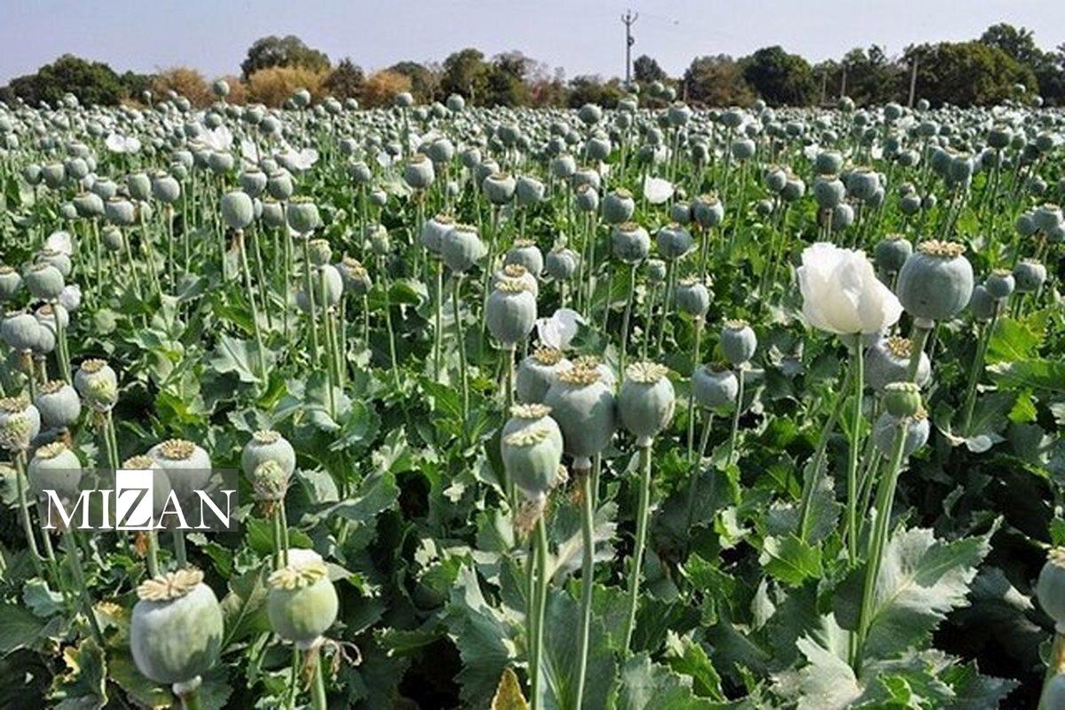 کشت خشخاش در کشور ممنوع است