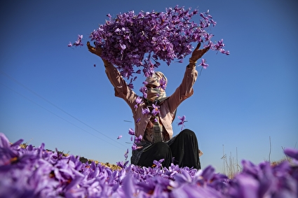 برداشت زعفران - فاروج