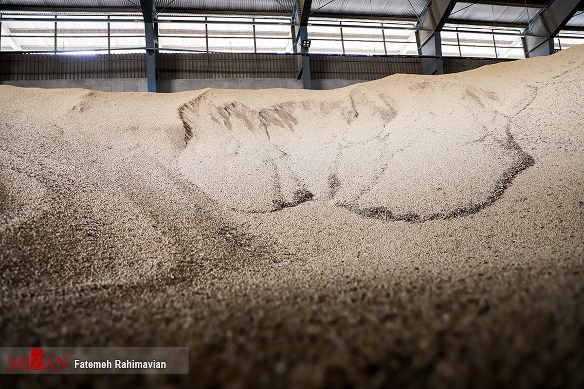 هشدار رئیس قوه‌قضاییه نسبت به بحران نهاده‌های دامی؛ مشکل در واردات است یا توزیع؟