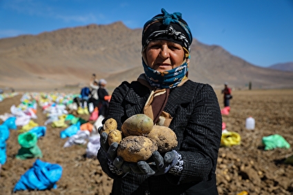 برداشت سیب زمینی از مزارع فیروزکوه