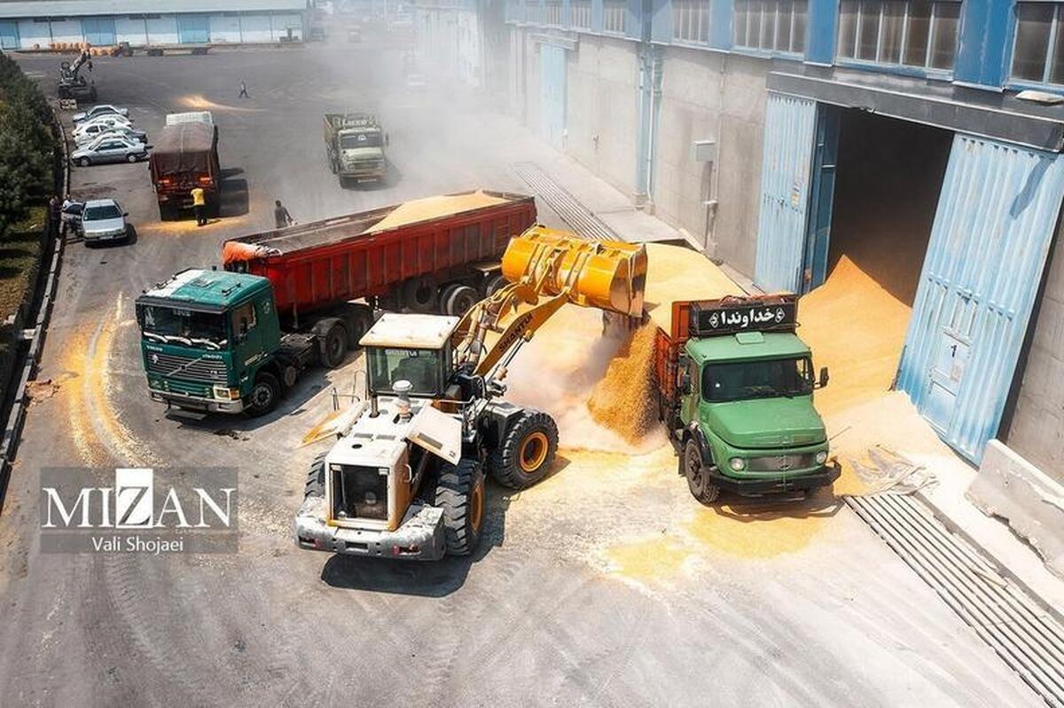 خروج واردکنندگان نهاده‌های دامی از چرخه تامین با تاخیر‌های ارزی/ تعداد واردکنندگان فعال از ۲۰۰ به حدود ۱۰۰ شرکت کاهش یافته است