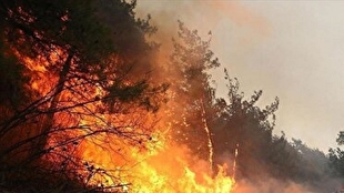 استاندار مازندران: حدود ۸ هکتار از جنگل‌های الیت دچار حریق شده