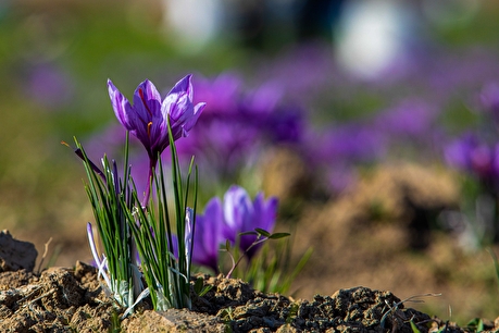 برداشت گل زعفران - زاوه و درگز