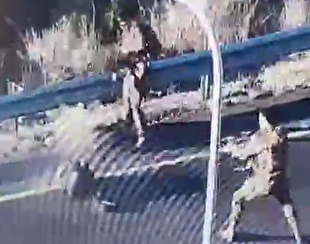 لحظه عملیات استشهادی جوان فلسطینی علیه ۲ سرباز صهیونیست در رام الله