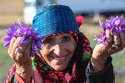 برداشت گل زعفران - زاوه و درگز
