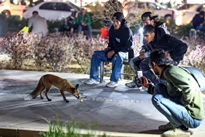 روباه‌های زباله گرد