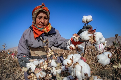 برداشت پنبه از مزارع خراسان‌شمالی