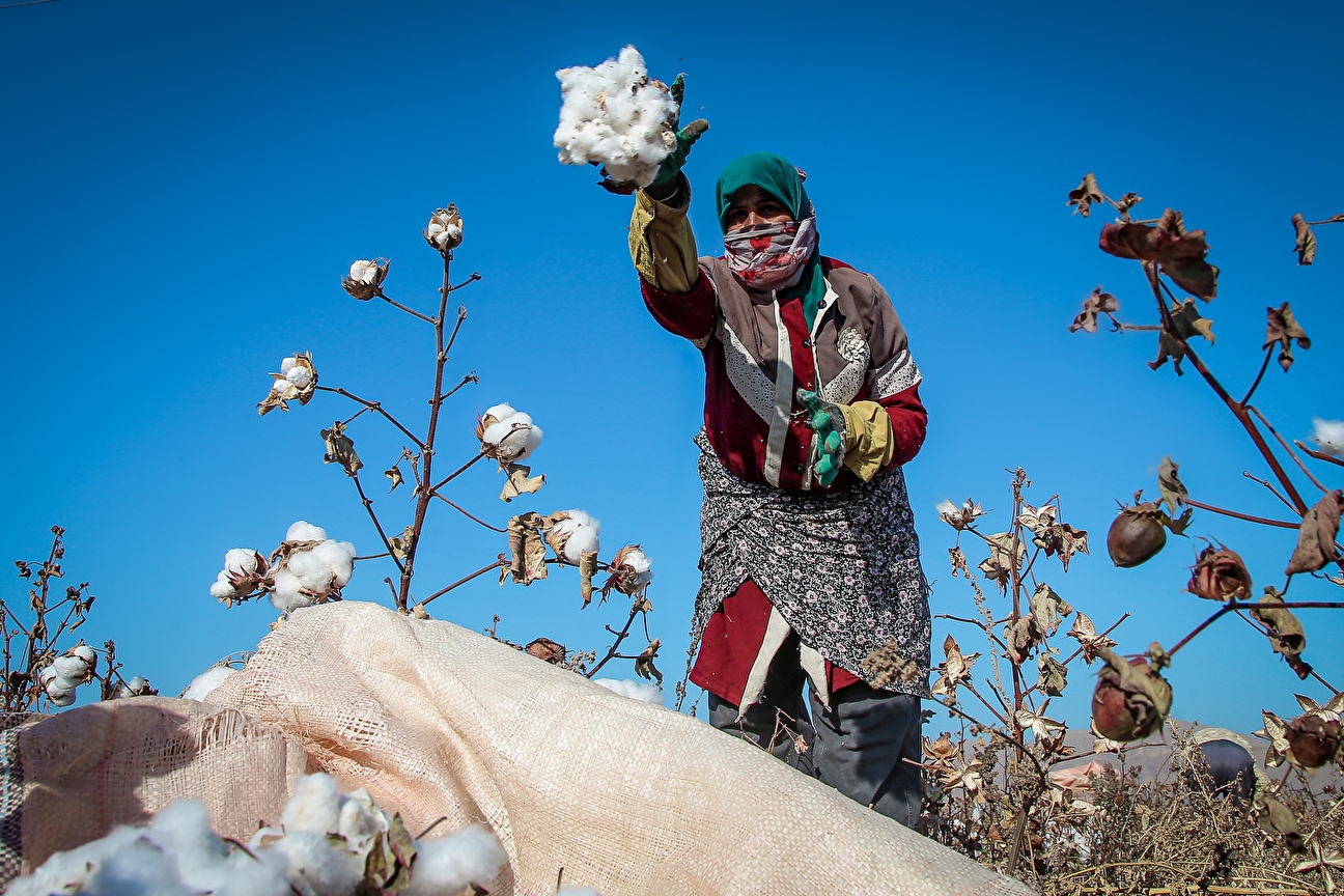 برداشت پنبه از مزارع خراسان‌شمالی