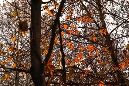 پاییز در کوچه باغ‌های درکه