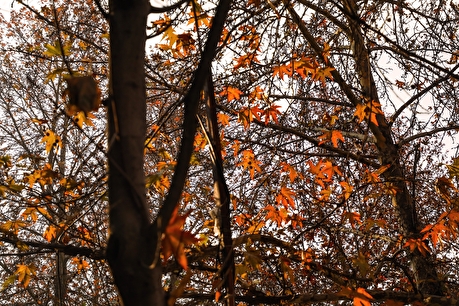 پاییز در کوچه باغ‌های درکه