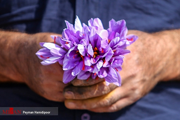 قیمت هرکیلو زعفران به حدود ۱۸۰ میلیون تومان رسید/ هشدار درباره کاهش تولید به‌دلیل کم‌بارشی‌ها