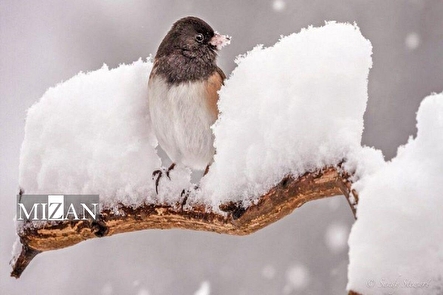 کاهش محسوس دما تا دوشنبه در نیمه شرقی کشور، ارتفاعات البرز و زاگرس