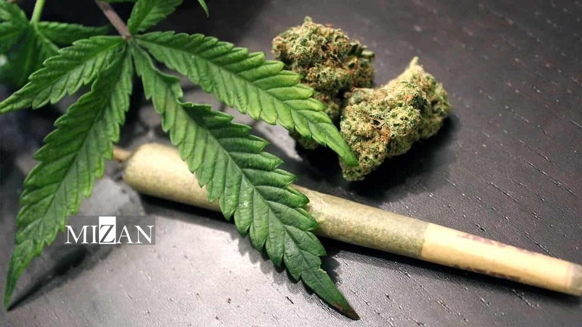 قدرت مخرب‌تر ماده اعتیادآور گل در ایران/ جرم و جنایت در ایالت‌های مصرف‌کننده گل در امریکا بسیار بیشتر از سایر ایالت‌ها است