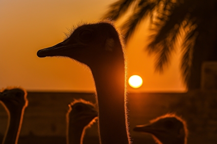 پرورش شتر مرغ در خرمشهر
