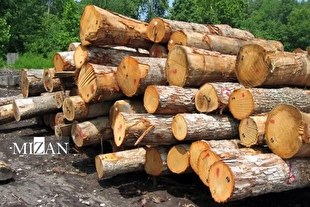 کشف ۱۵ تن چوب قاچاق و پلمب واحد متخلف در آمل