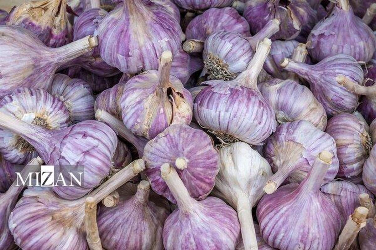 مصرف سیر خام ناشتا باعث لاغری نمی‌شود