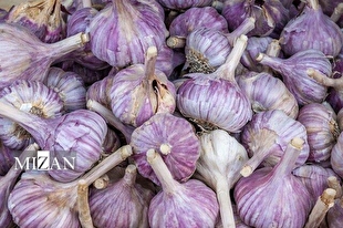 مصرف سیر خام ناشتا باعث لاغری نمی‌شود