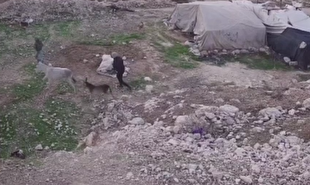 سرقت الاغ یک خانواده فلسطینی توسط صهیونیست‌ها در جنوب الخلیل