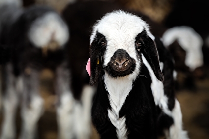 مزرعه دامپروری چپرقویمه