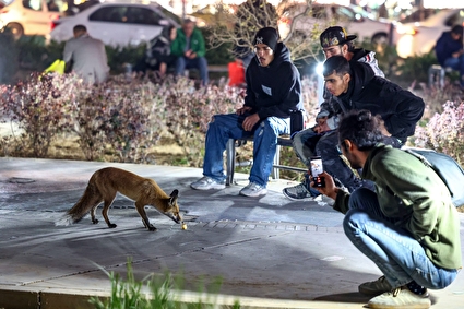 روباه‌های زباله گرد